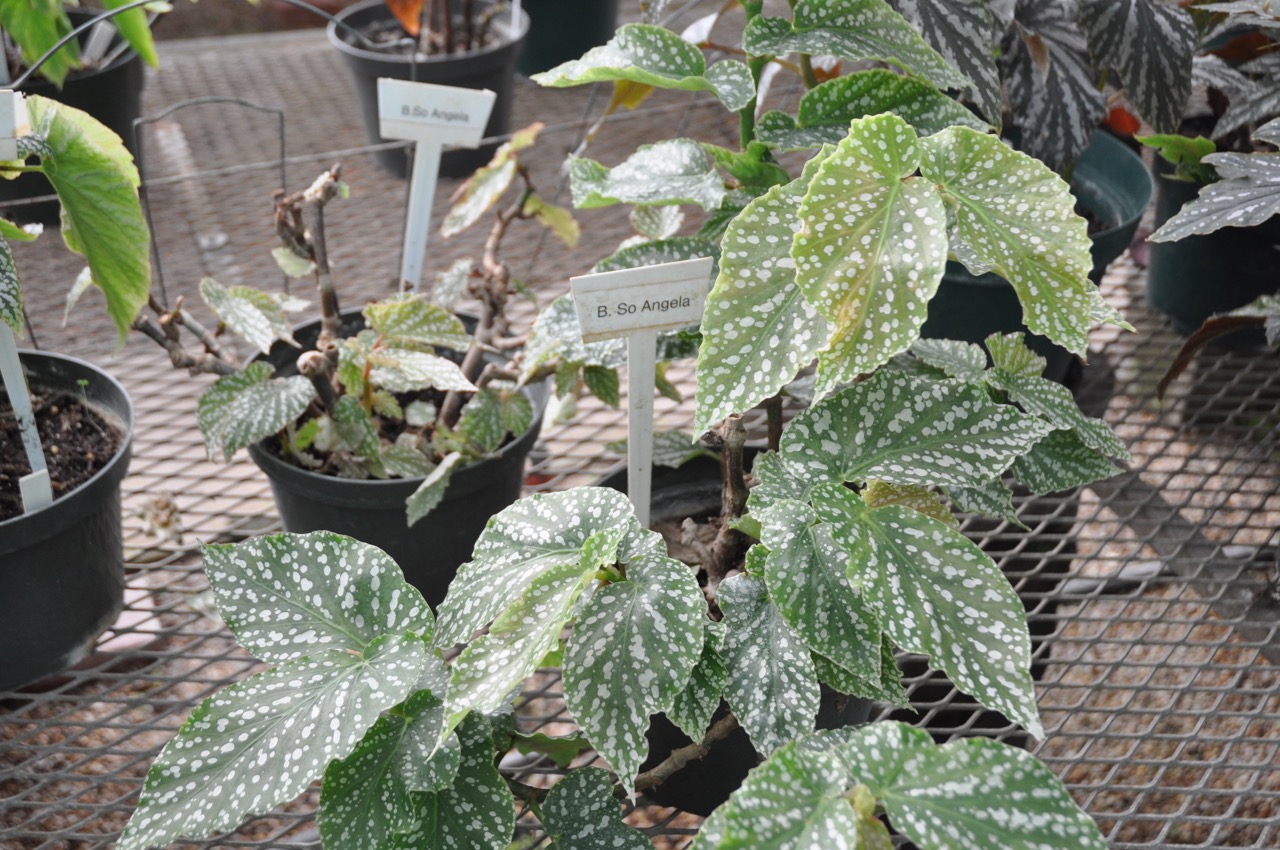 B. ‘So Angela’